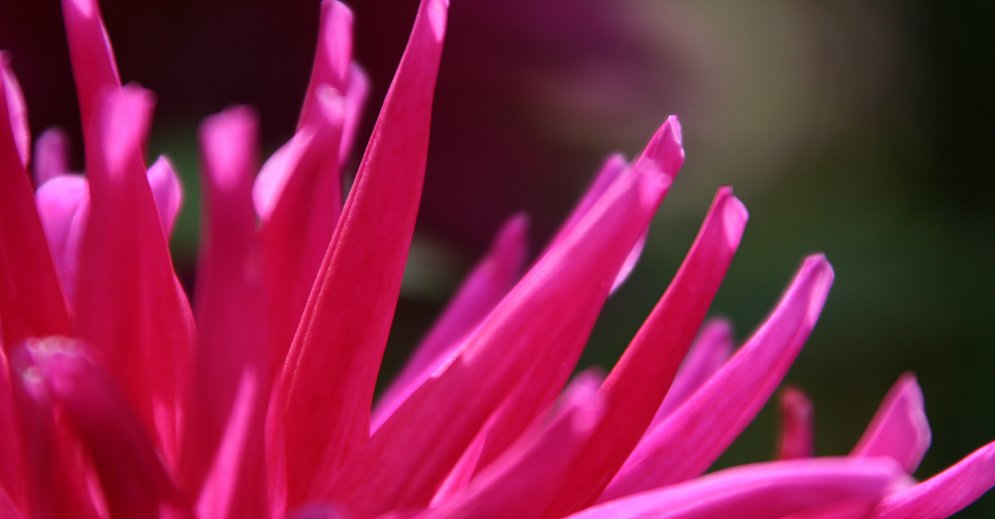 Pink Leinwand