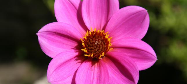 Pinke Blume Bild auf Leinwand