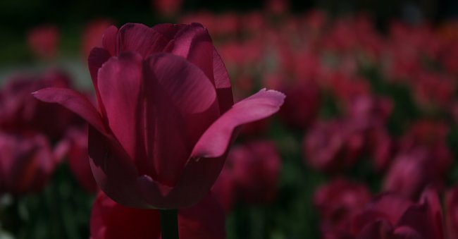 Pinke Tulpen Pinke Tulpen