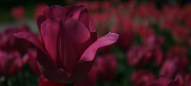 Pinke Tulpen Bild auf Leinwand