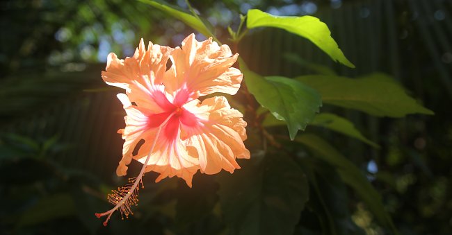 Rosa Hibiskus Rosa Hibiskus