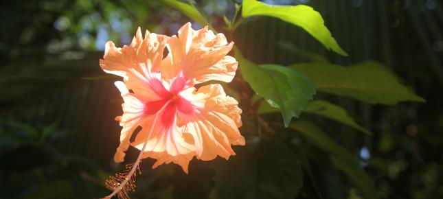 Rosa Hibiskus Bild auf Leinwand