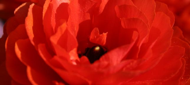 Rose Bild auf Leinwand