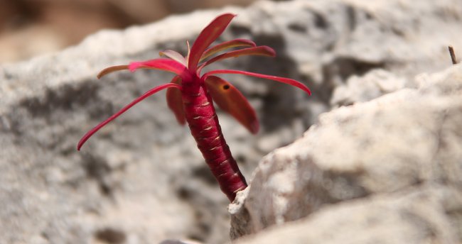 Rote Palme