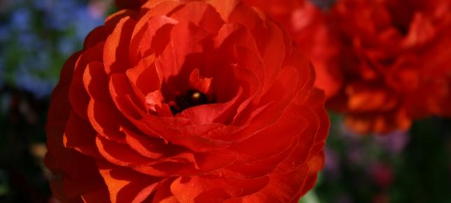 Rote Rosenbluete Bild auf Leinwand