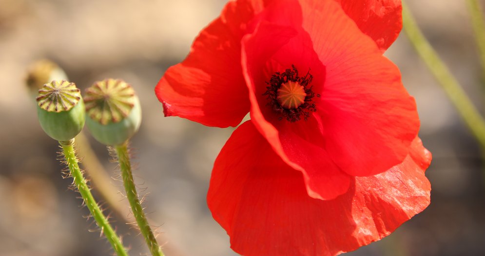 Roter Mohn Leinwand