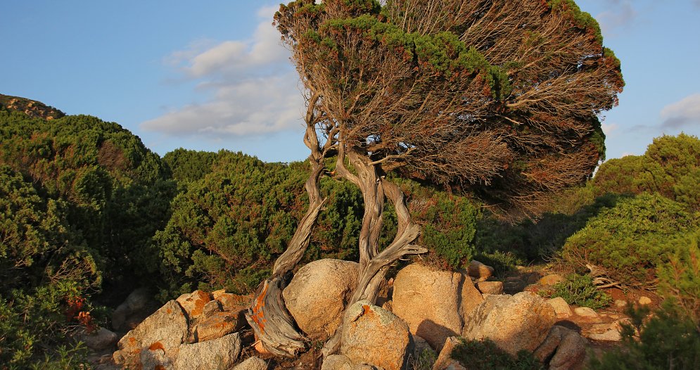 Sardischer Baum Leinwand