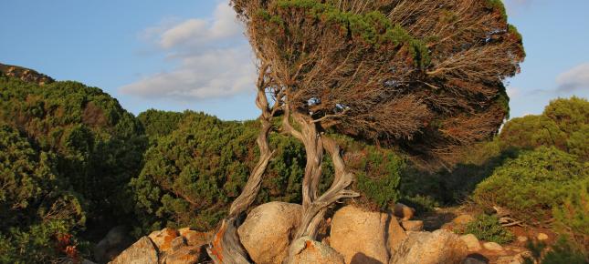 Sardischer Baum Bild auf Leinwand