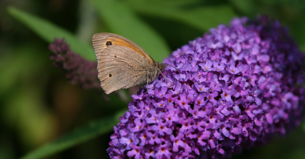 Schmetterling Leinwand