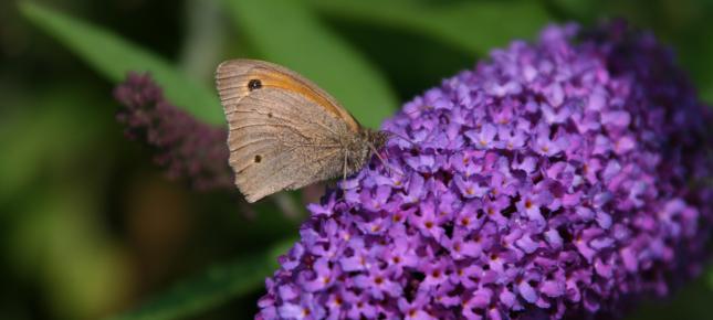 Schmetterling Bild auf Leinwand