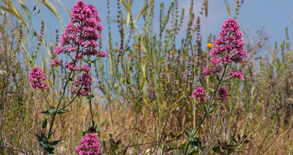 Sizilianische Wildblumen Leinwand