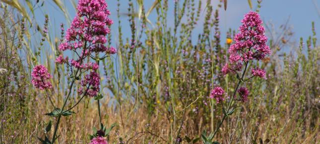 Sizilianische Wildblumen Bild auf Leinwand