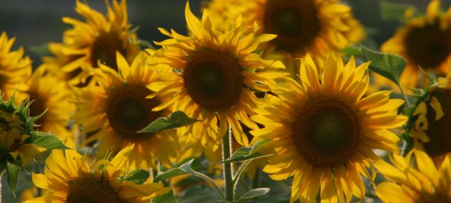 Sonnenblume Bild auf Leinwand