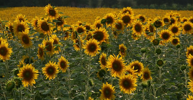 Sonnenblumen Meer