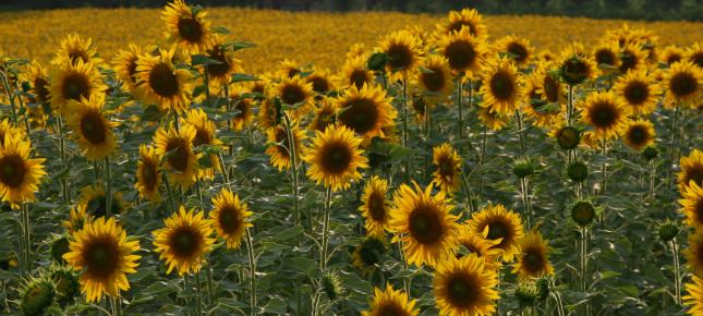 Sonnenblumen Meer Bild auf Leinwand