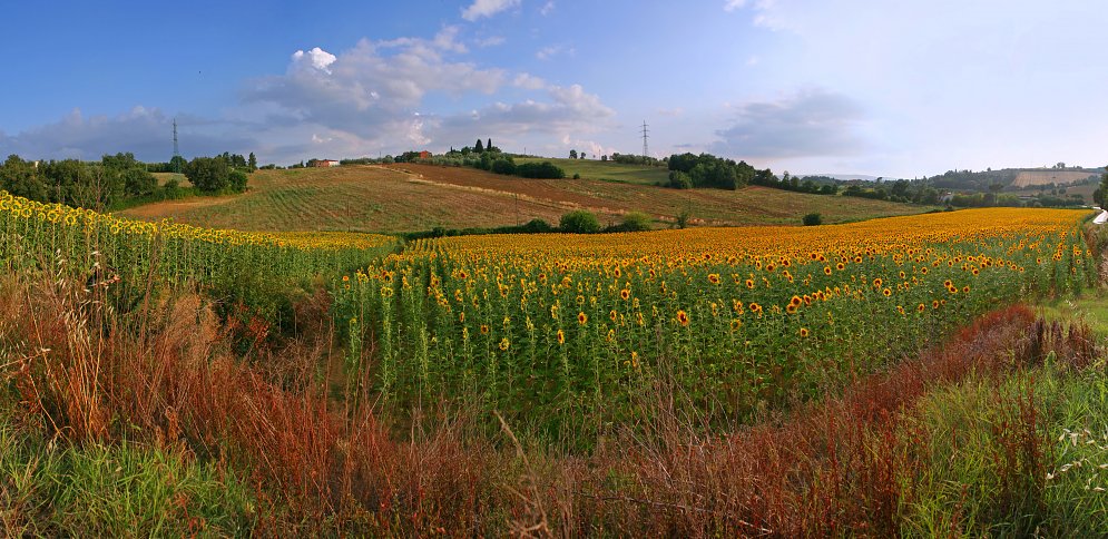 Sonnenblumen Toskana Leinwand