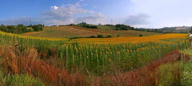 Sonnenblumen Toskana Bild auf Leinwand