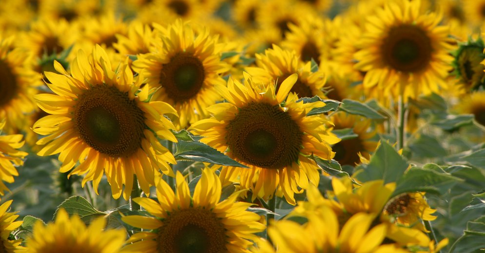 Sonnenblumen Bild auf Leinwand Sonnenblumen Leinwand