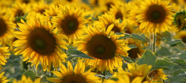Sonnenblumen Bild auf Leinwand