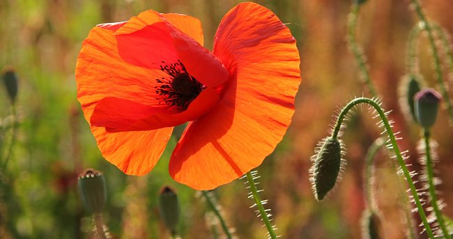 Strahlender Mohn