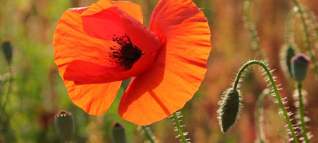 Strahlender Mohn Bild auf Leinwand