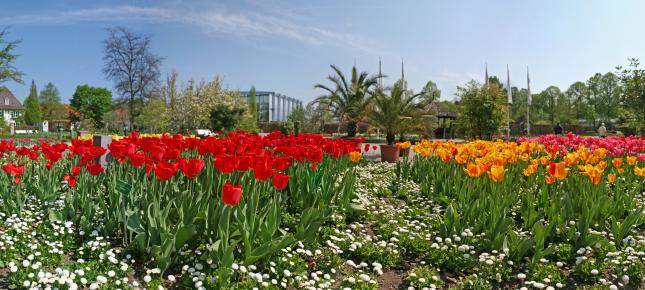 Tulpen Garten Bild auf Leinwand