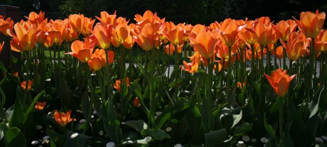 Tulpenbeet Bild auf Leinwand