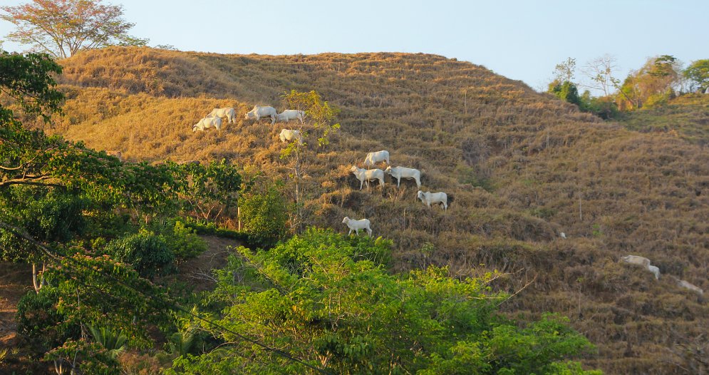 Weisse Rinder Bild auf Leinwand Weisse Rinder Leinwand