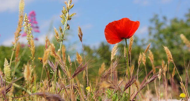 Wilder Klatschmohn