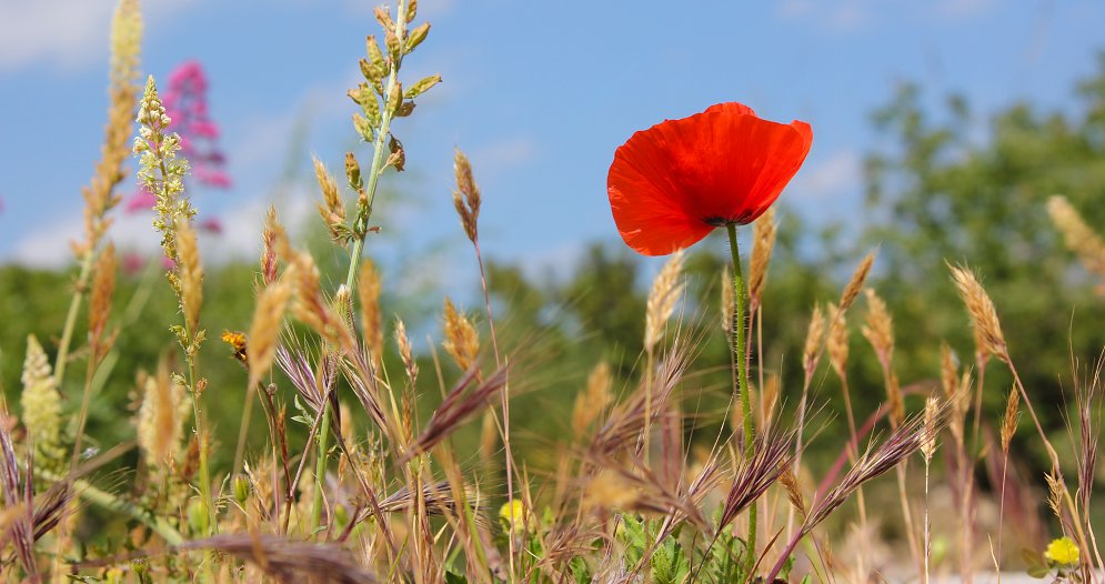 Wilder Klatschmohn Leinwand