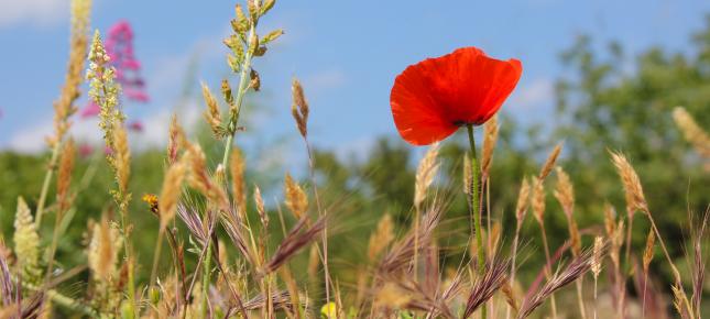 Wilder Klatschmohn Bild auf Leinwand