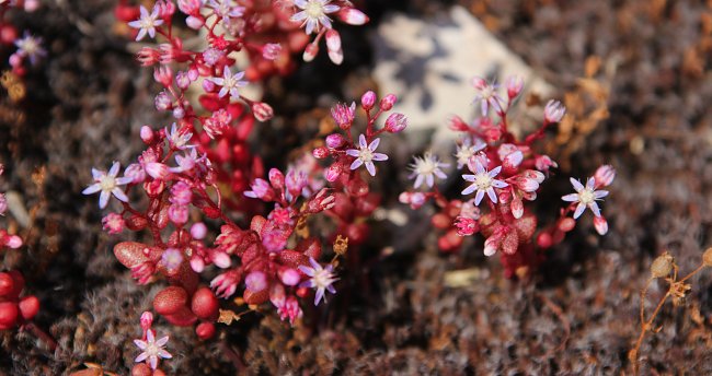 Winzige Blumen am Boden