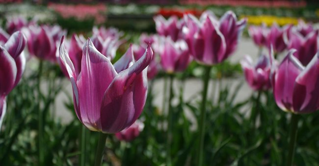Ziertulpen Ziertulpen