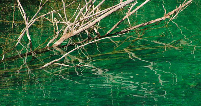 Zweige im Wasser Zweige im Wasser