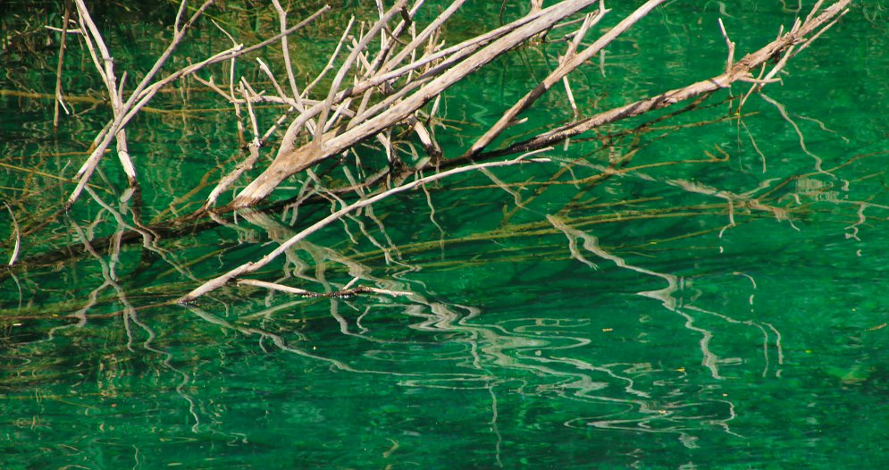 Zweige im Wasser Leinwand