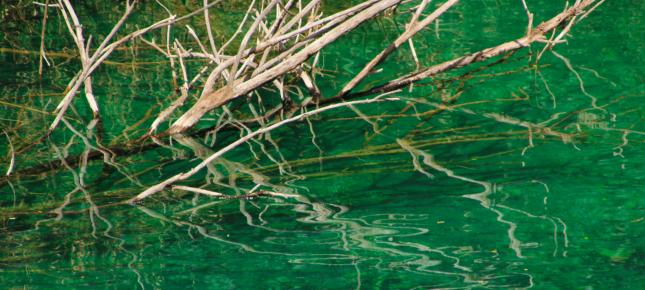 Zweige im Wasser Bild auf Leinwand