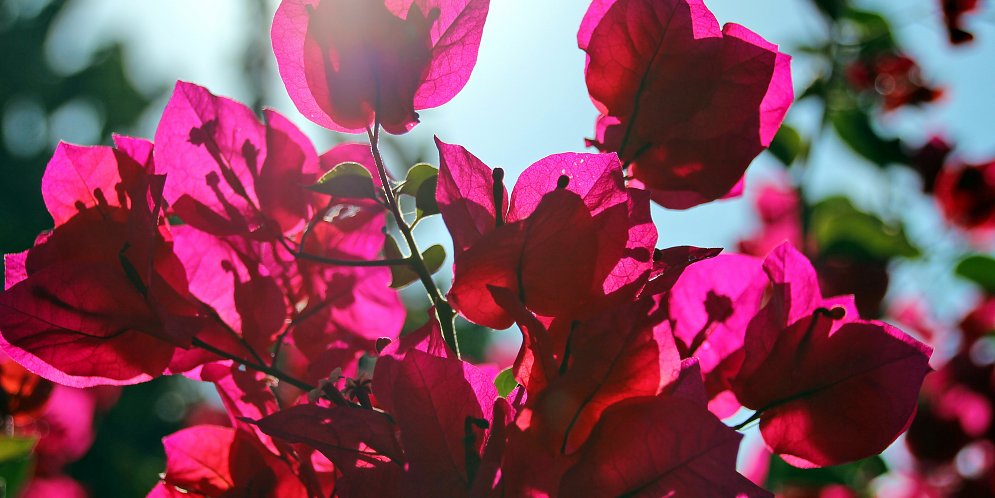 Bougainville Blueten Leinwand