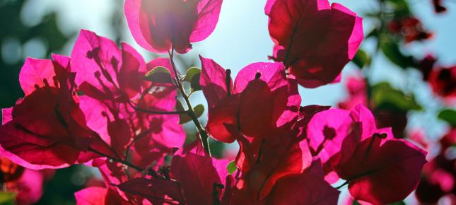 Bougainville Blueten Bild auf Leinwand