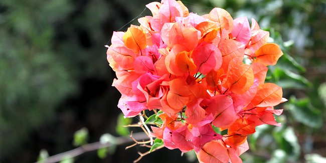 Bunte Bougainville Bunte Bougainville