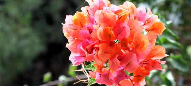 Bunte Bougainville Bild auf Leinwand