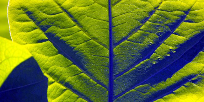 Chlorophyll Chlorophyll