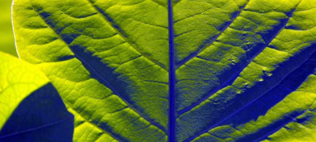 Chlorophyll Bild auf Leinwand