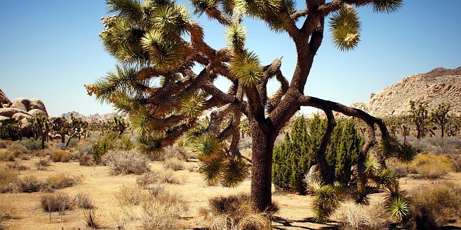 Exotischer Baum