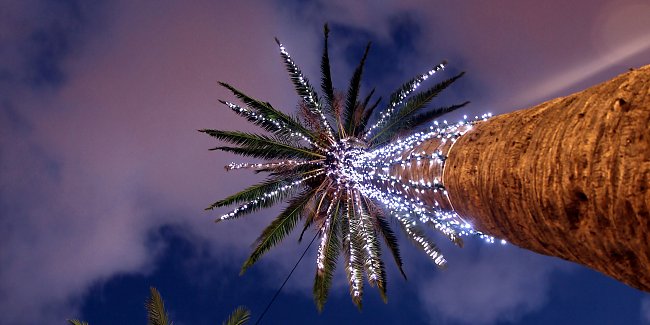 Leuchtende Palme Leuchtende Palme