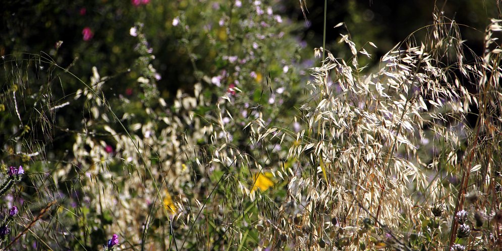 Natur Leinwand