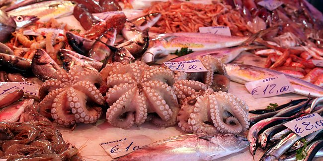 Oktopus Oktopus