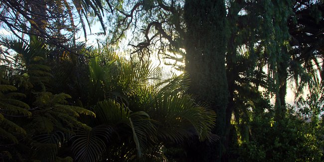 Regenwald Regenwald