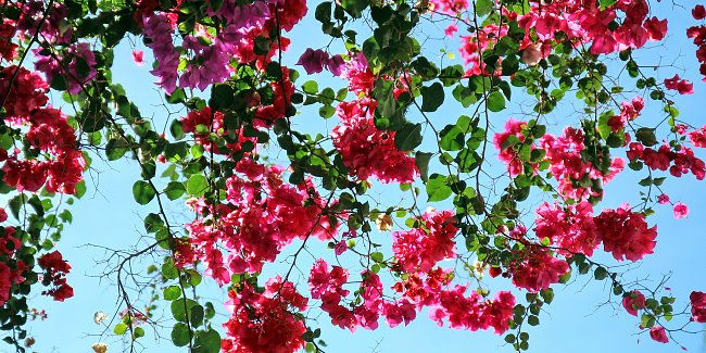 Rosa Bougainville Blueten