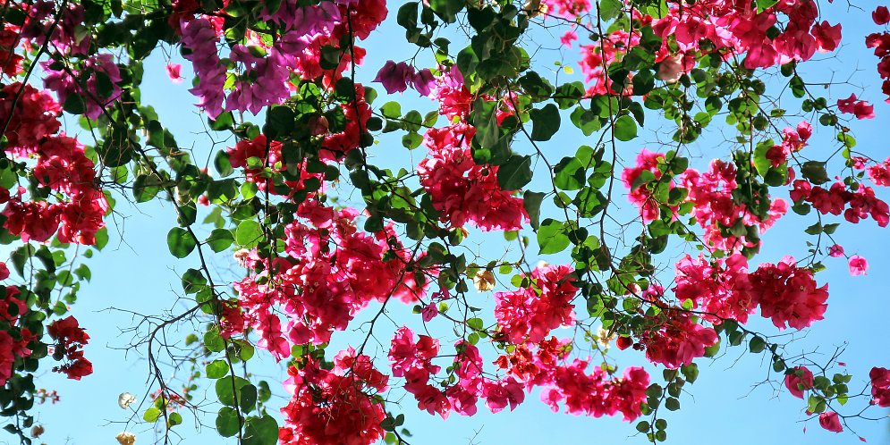 Rosa Bougainville Blueten Leinwand