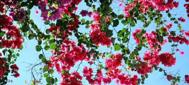 Rosa Bougainville Blueten Bild auf Leinwand